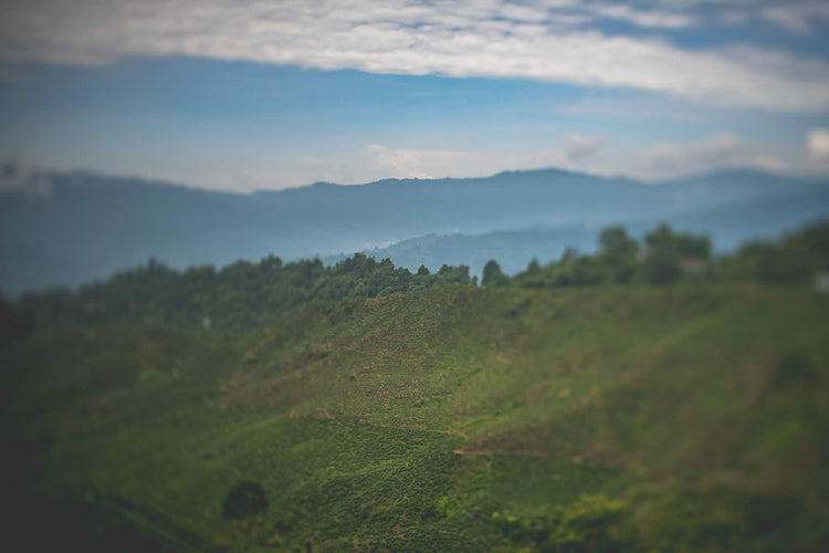 Orange Valley Tea Estate 1st Flush