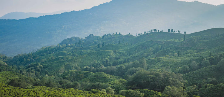 Castleton Tea Estate 2nd Flush