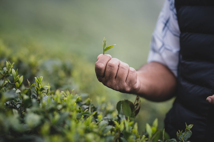 Castleton Tea Estate 2nd Flush