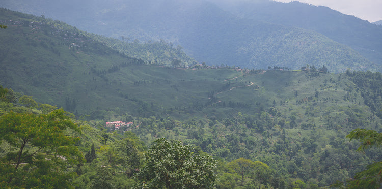 Jungpana Tea Estate
