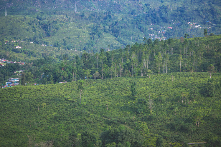 Singbulli Tea Estate
