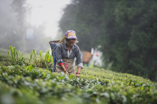 In Search of Spring’s First Breath: Our Journey Through Darjeeling’s First Flush Season